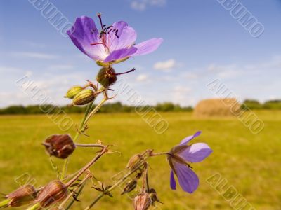 Field violet flowers