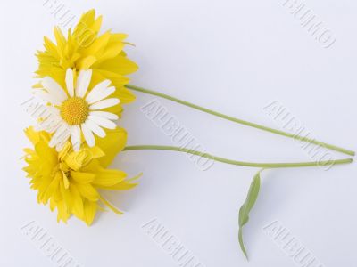 Garden flowers