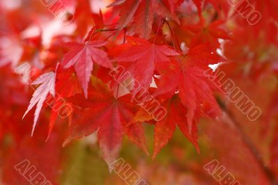 Autumn red