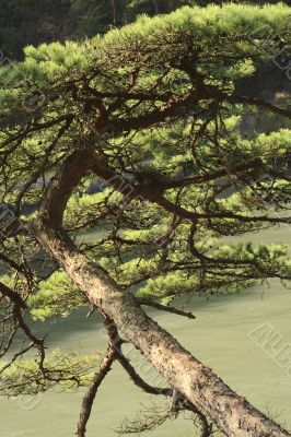 Pine branch