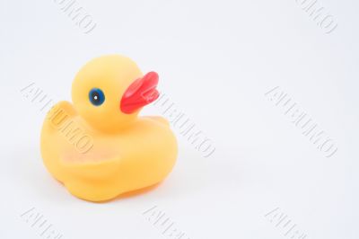 rubber duck