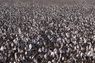 cotton field