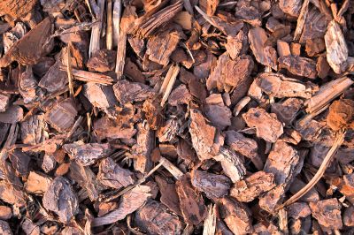 pine bark
