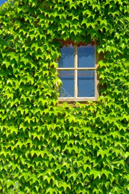 window with green leafs