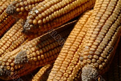 Maiskolben  | corncobs