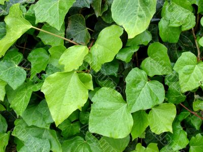 Green leaves