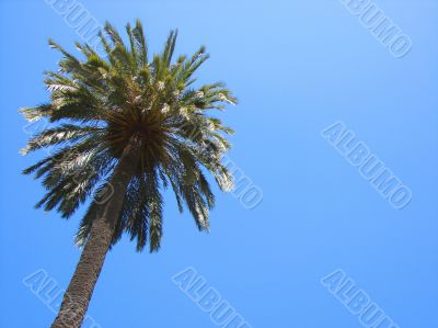 Palm tree