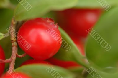 preiselbeere | cranberry