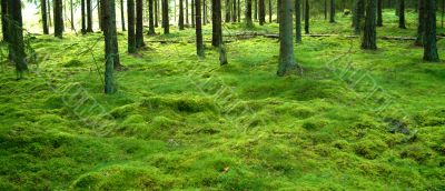 moosgruen | mossgreen