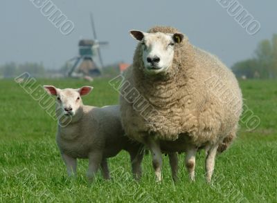 Schaf | sheep