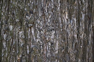Wooden bark