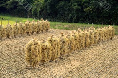 Autumn rice field