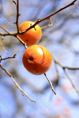 Persimmon fruits