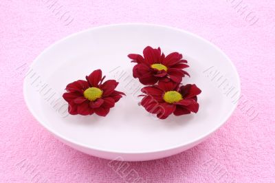 floating spring flowers