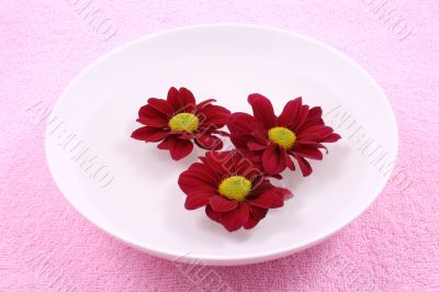 floating spring flowers