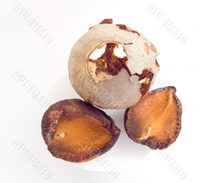 Seeds of an avocado