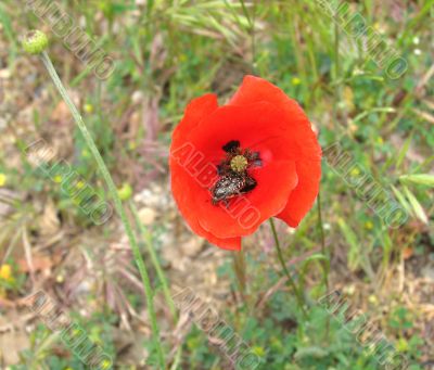 The bug on a scarlet poppy