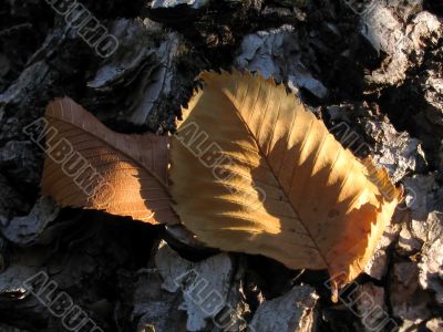 Tumbled leaf