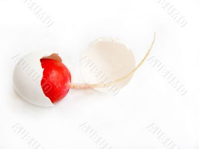 Fruit of a garden radish