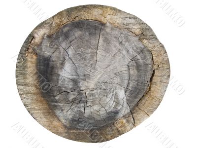 old tree