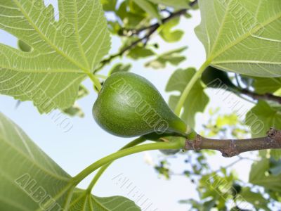 fig on a branch
