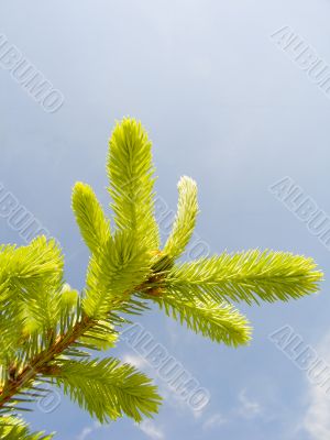 Branch of fur-trees