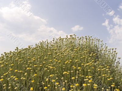 Yellow flowers