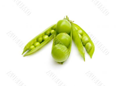 Three fruits plums in a pod of a green peas