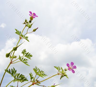 Pink field flowers