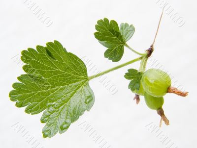 Cluster of a green gooseberry