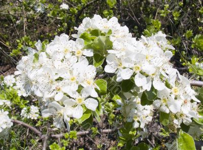 white flowers