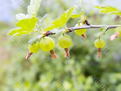 Branch of a gooseberry