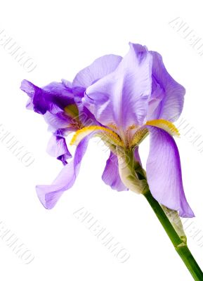 Flower of an iris