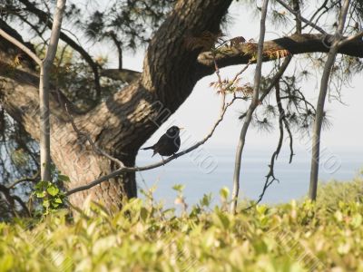 Bird on a tree