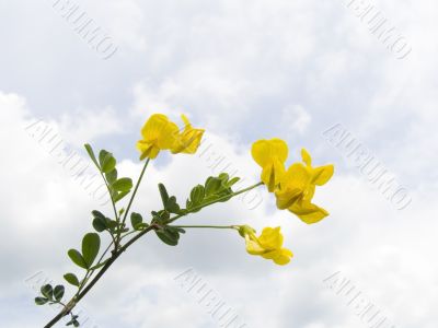 Yellow field flowers