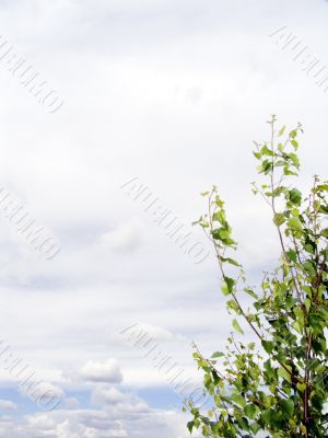 Branch of a tree