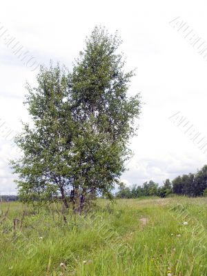 Lonely tree