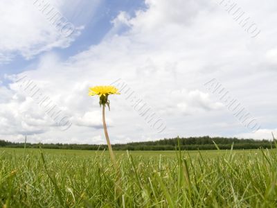 Lonely yellow flower