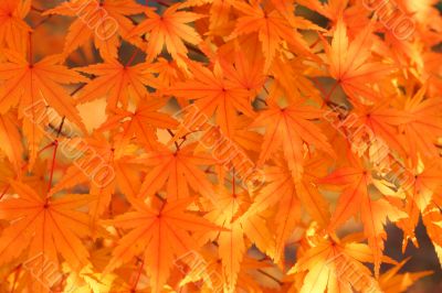 Maple leaves