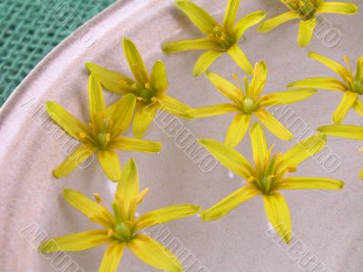 floating spring flowers