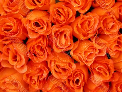 orange beauty