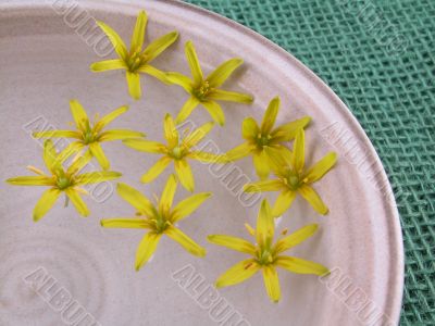 floating spring flowers