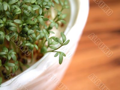cress