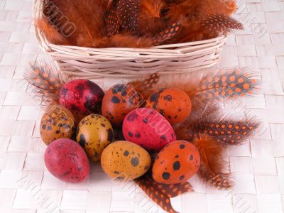 colorful quail eggs
