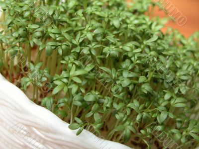 cress in a white pot