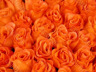 orange beauty