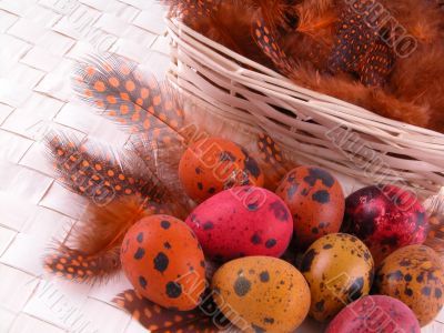 colorful quail eggs