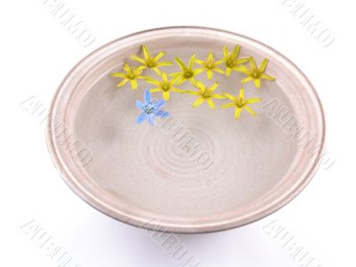 floating spring flowers