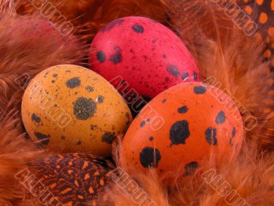 colorful quail eggs