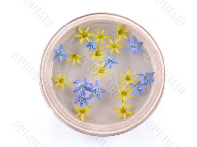 floating spring flowers